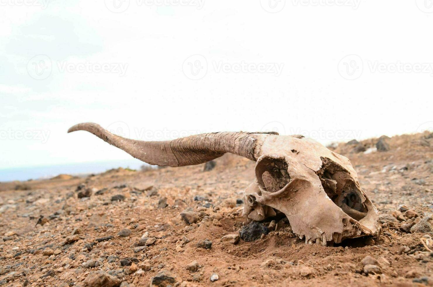 a skull with horns laying on the ground photo