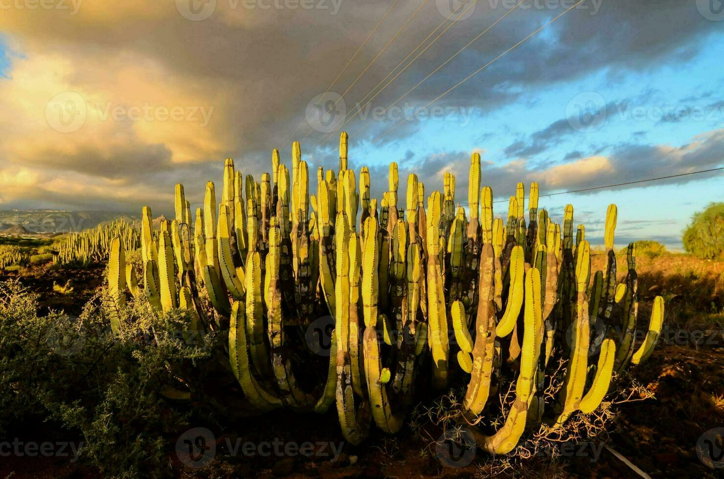 cactus plants in the desert with clouds in the background photo