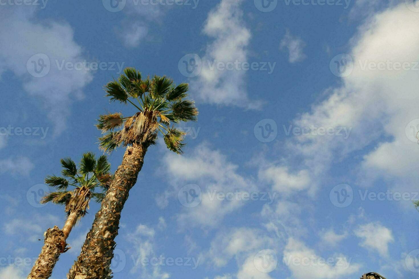 palm trees against a blue sky photo