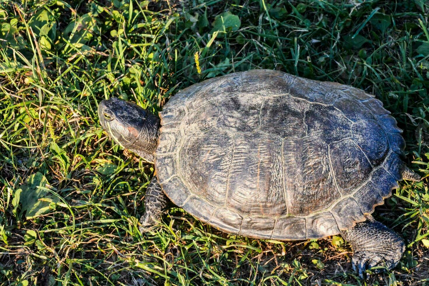 a turtle is walking on the grass photo