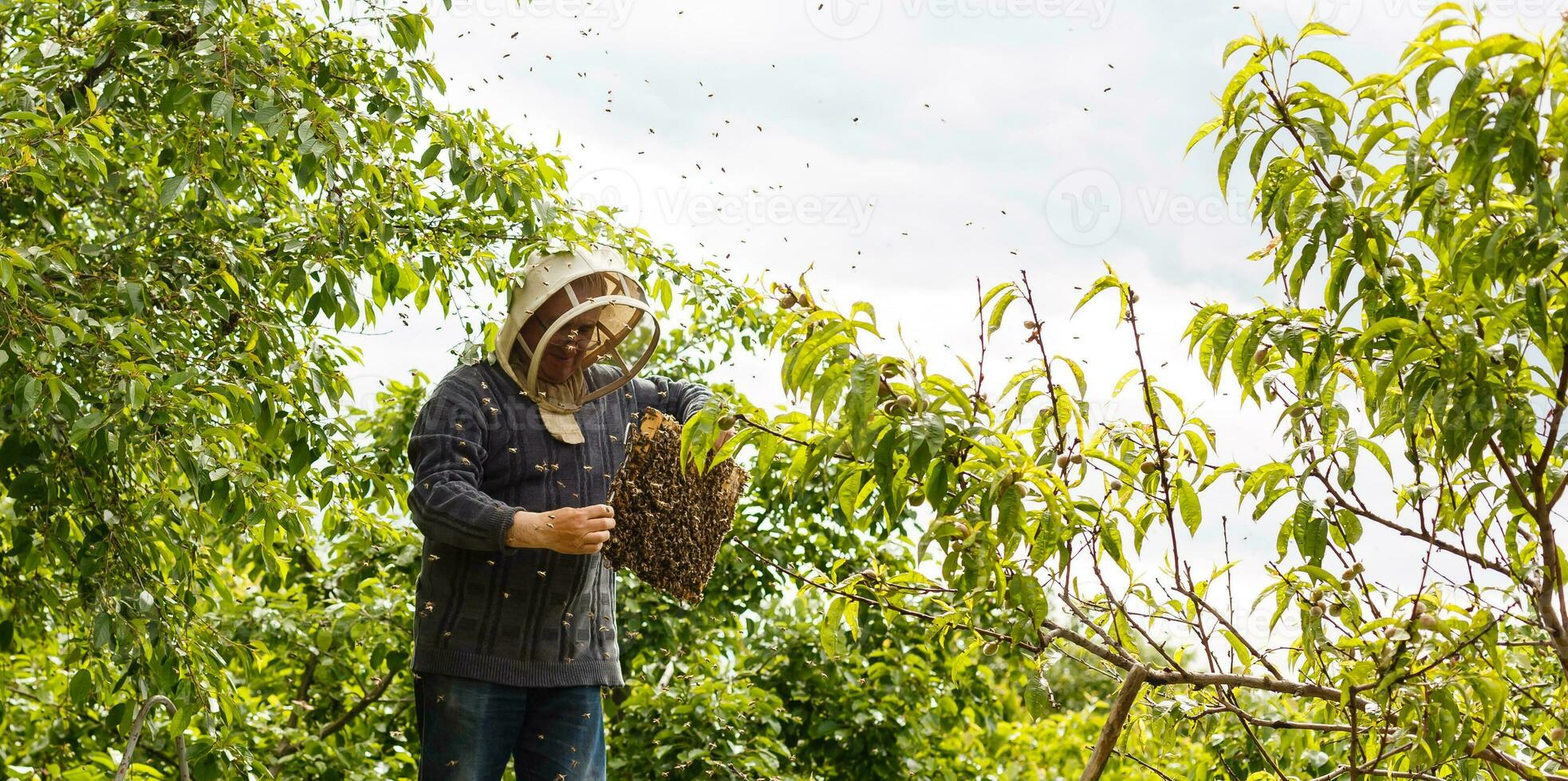 A swarm of bees sitting down on a branch of a birch tree photo