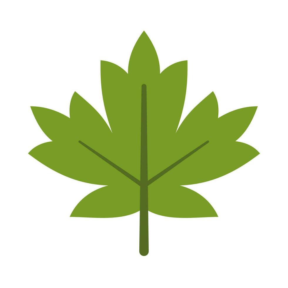 Green Maple Leaf icon isolated on white background. Vector illustration