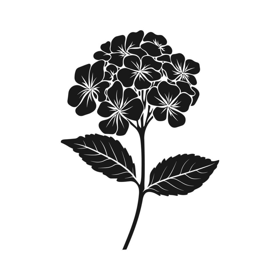 A Hydrangea Flower Vector Silhouette isolated on a white background