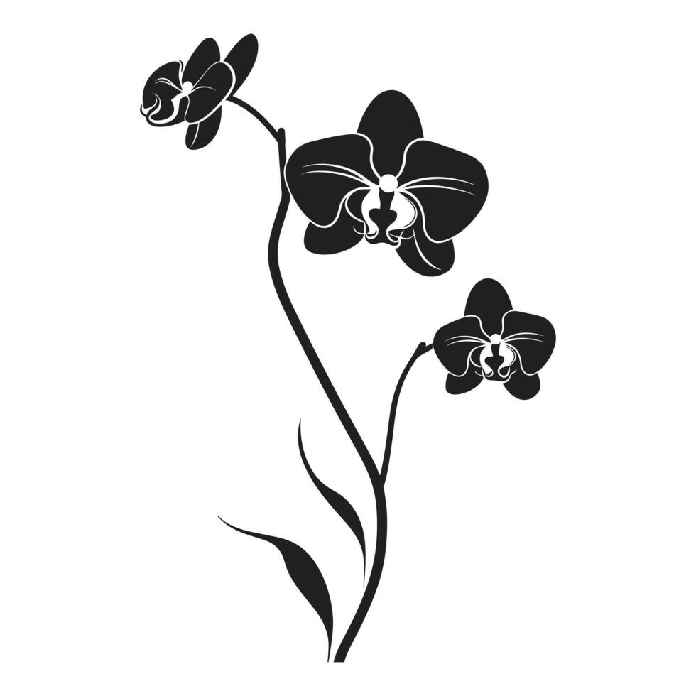 A Orchid Flower Vector Silhouette isolated on a white background