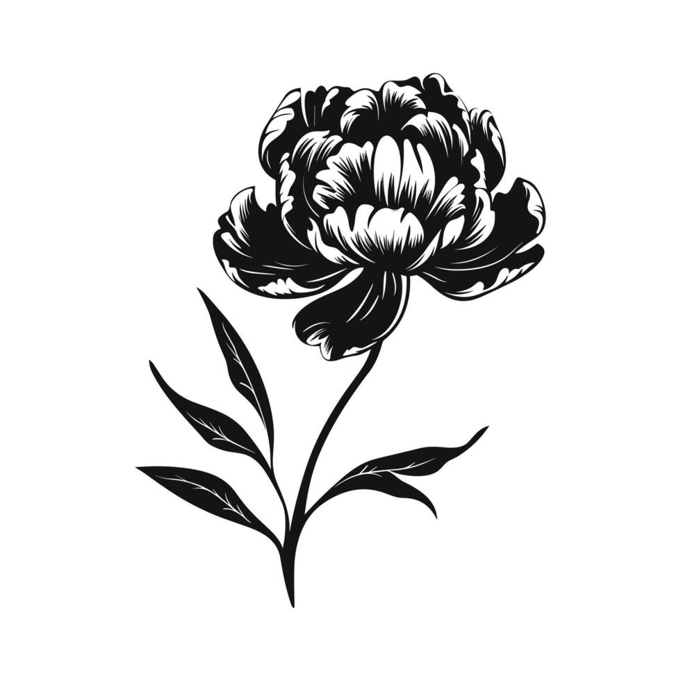 A Peony Flower Vector Silhouette isolated on a white background