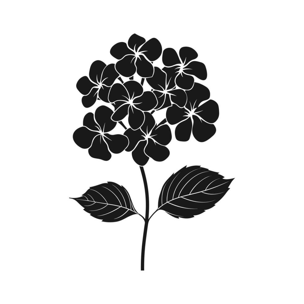 A Hydrangea Flower Vector Silhouette isolated on a white background