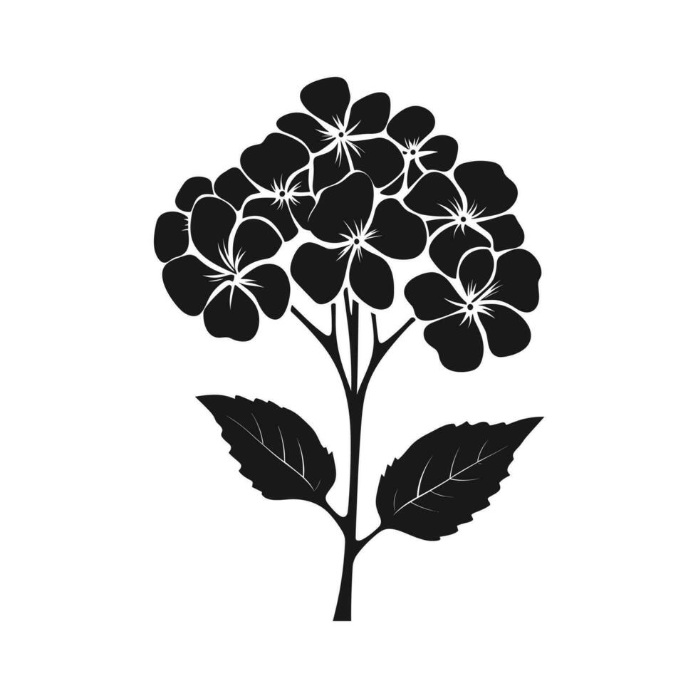 A Hydrangea Flower Vector Silhouette isolated on a white background
