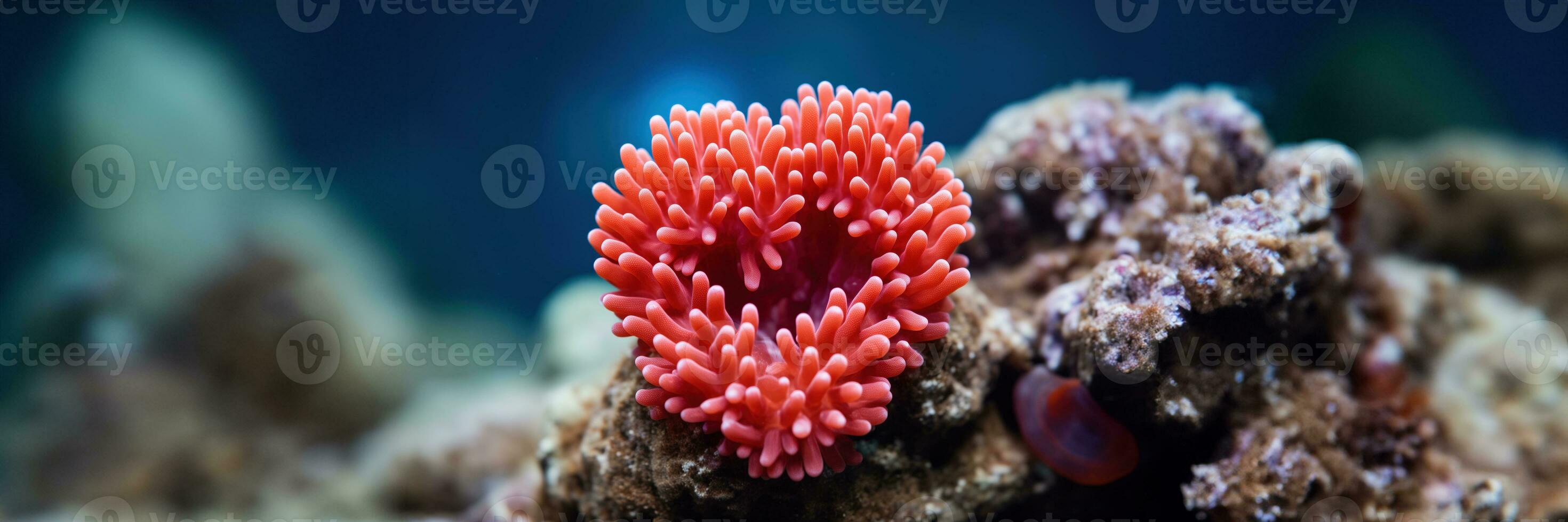 AI generated Heart Shaped Polyps on Coral Formation photo
