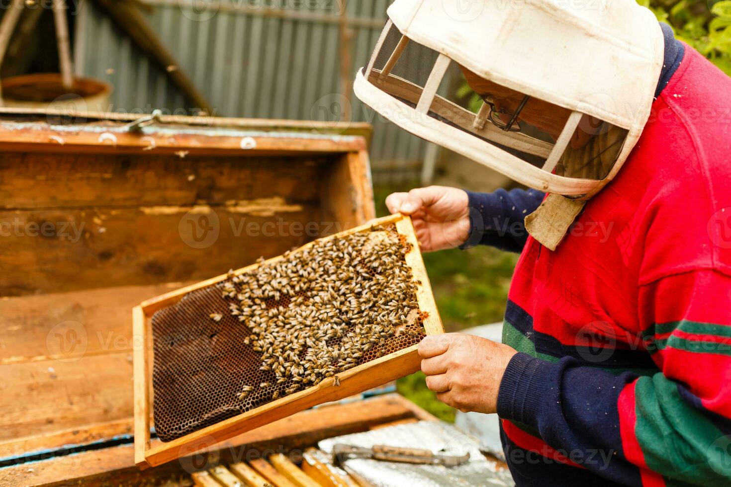 Beekeeper holding a frame of honeycomb photo