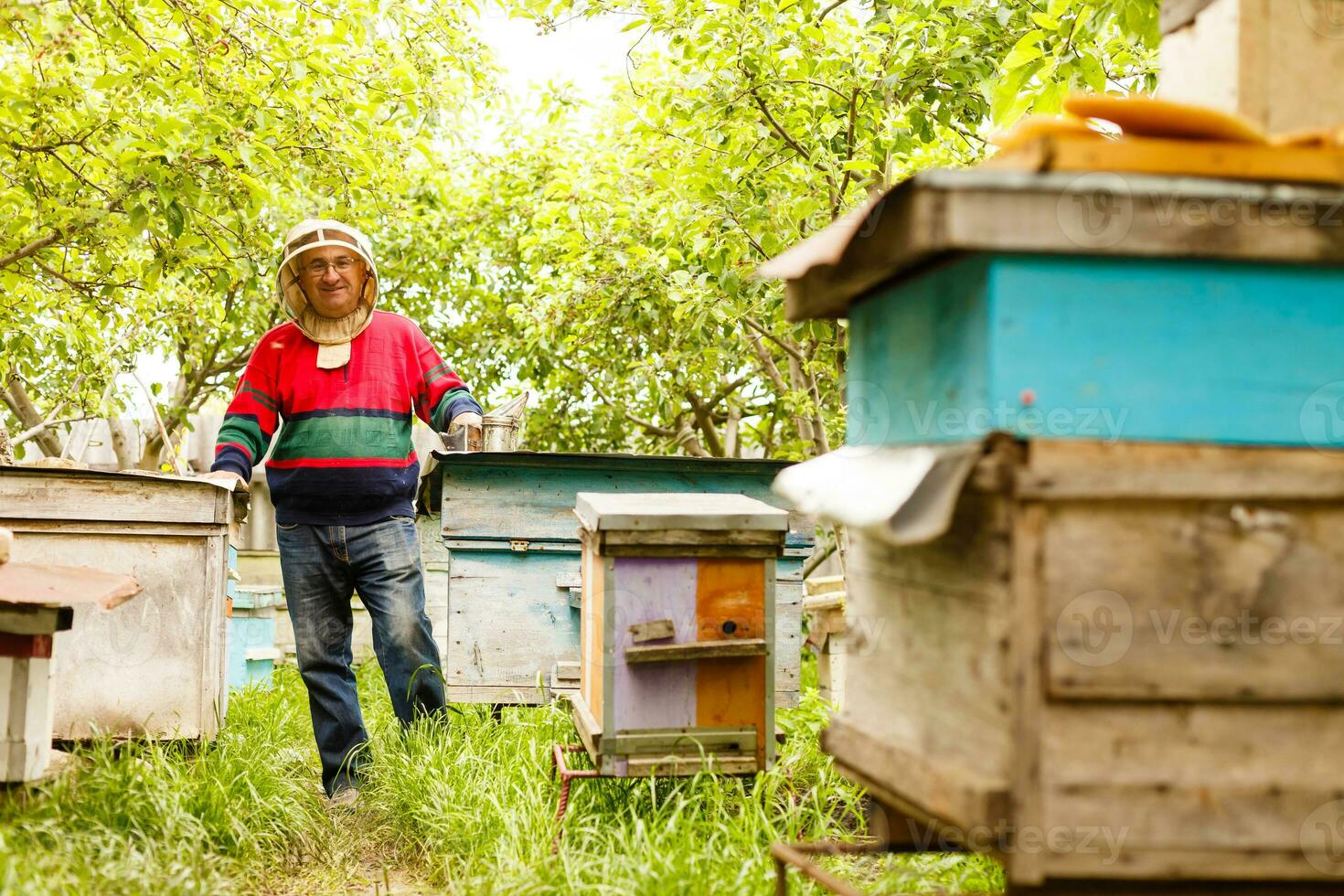 A row of bee hives in a field of flowers with an orchard behind photo