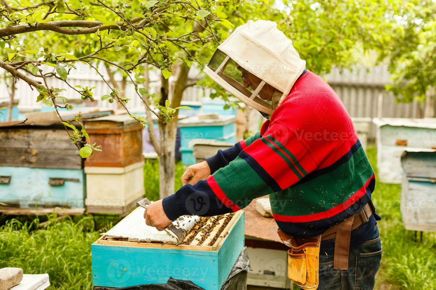 Beekeeper is working with bees and beehives on the apiary. Beekeeper on apiary. photo