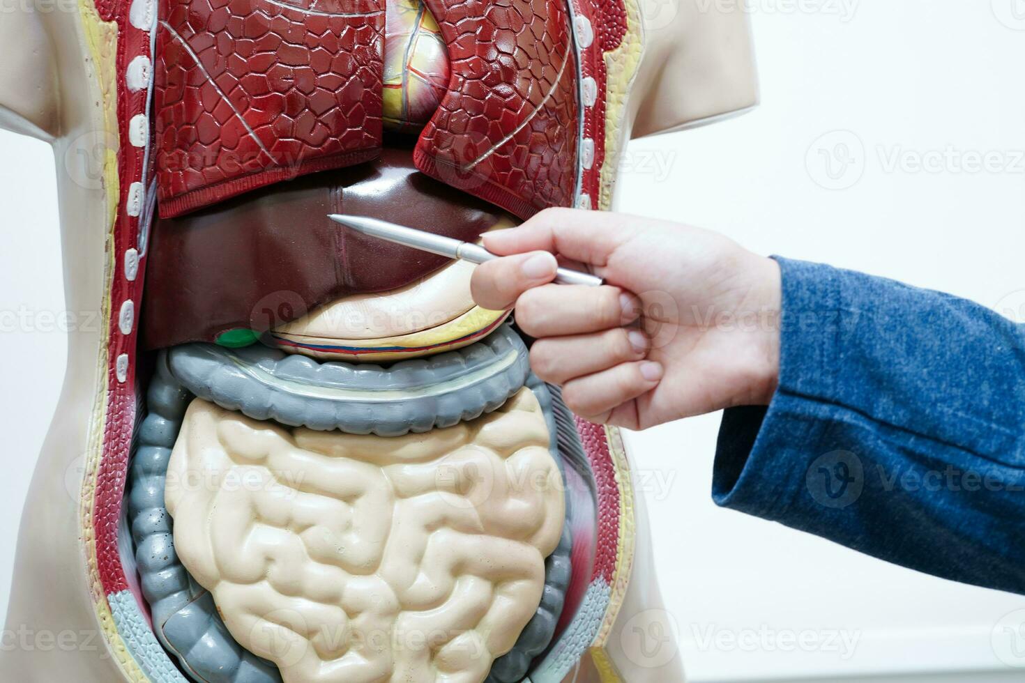 Asian student learning with human body model in anatomy biology in classroom at high school. photo