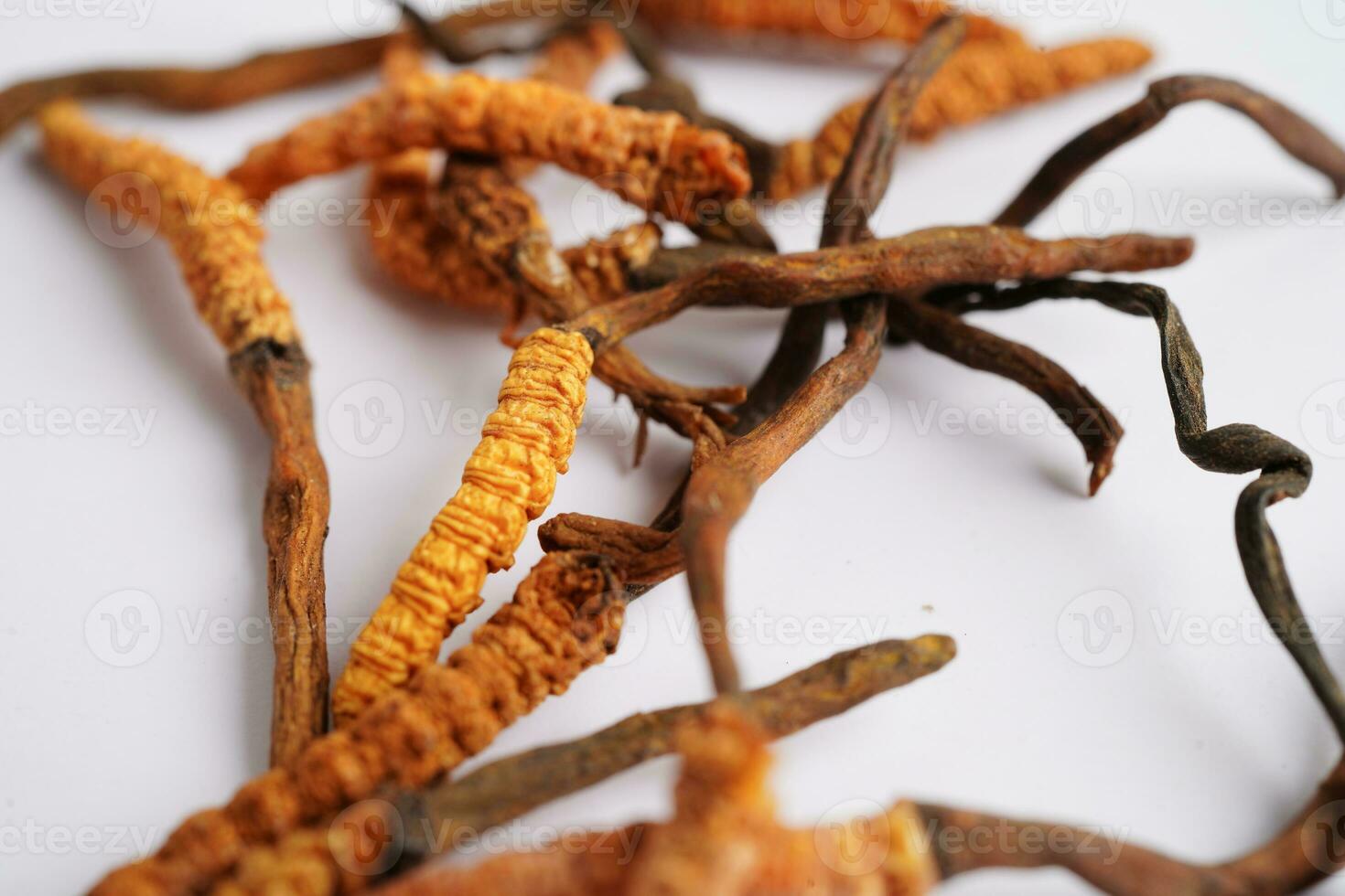 Cordyceps sinensis or Ophiocordyceps sinensis isolated on white background, mushroom herb treatment medicine. photo