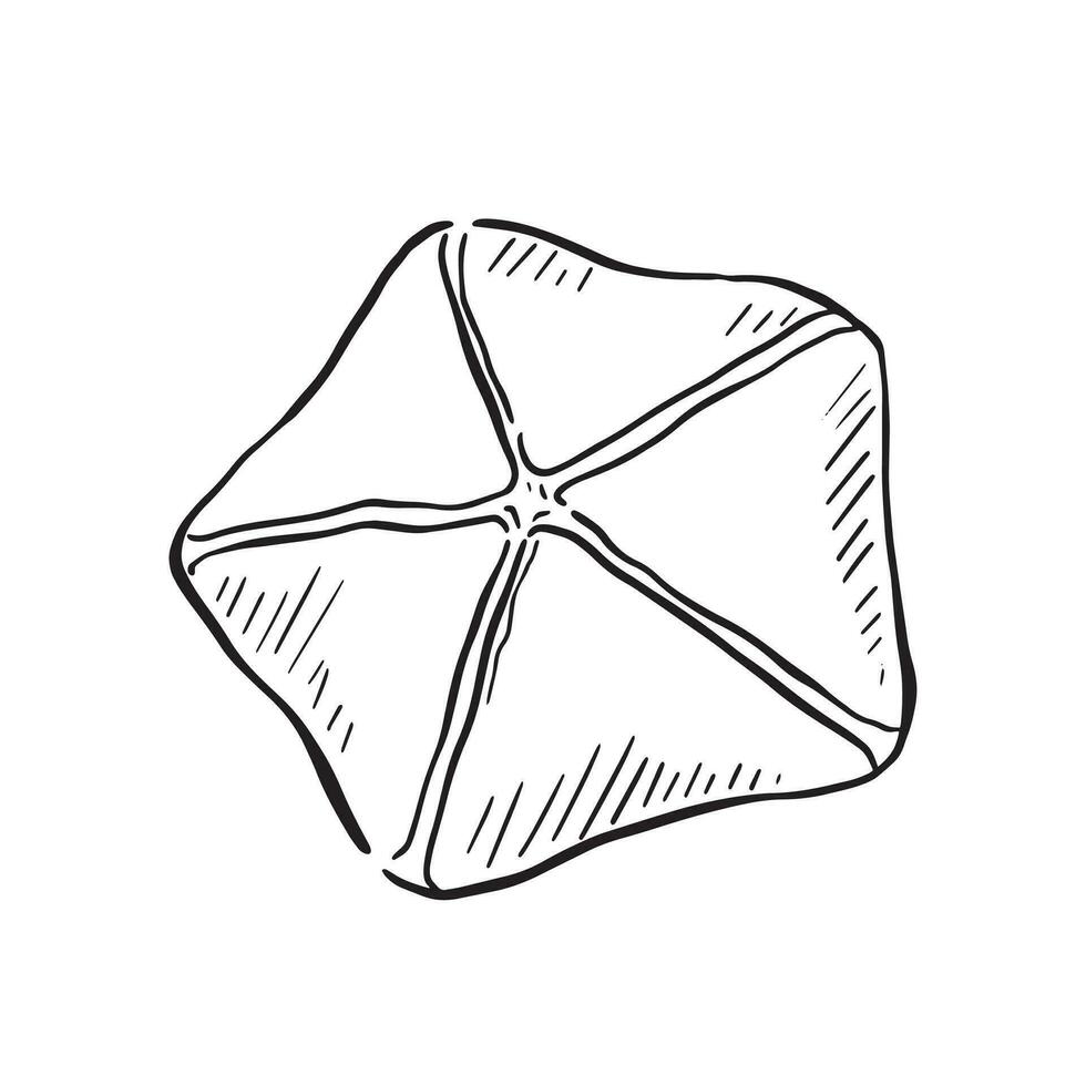 A line drawn illustration of a dried starfish. Black and white hand drawn sketch with subtle shading. vector