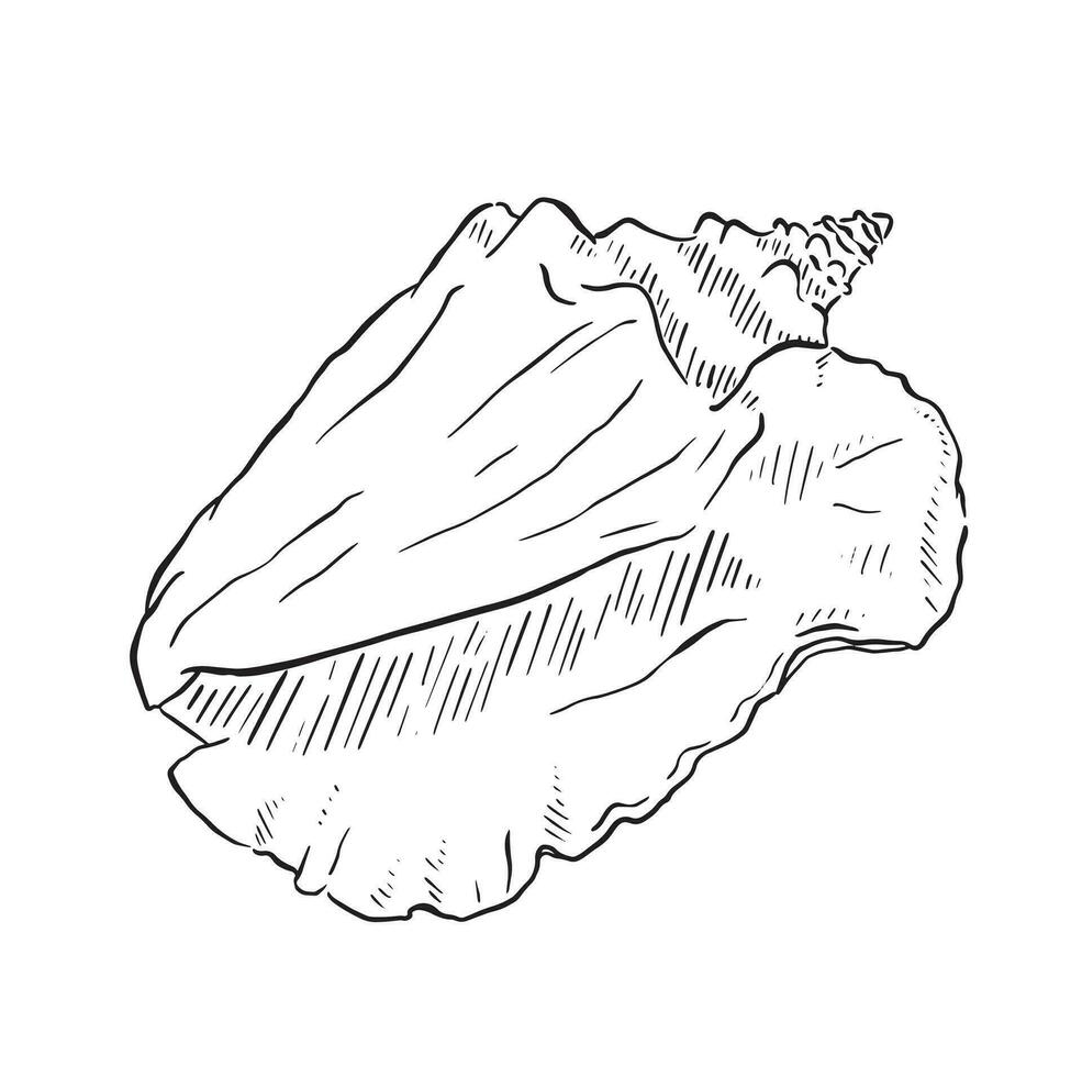 Conch shell. Hand drawn line illustration from life. Black and white with lined shading. vector