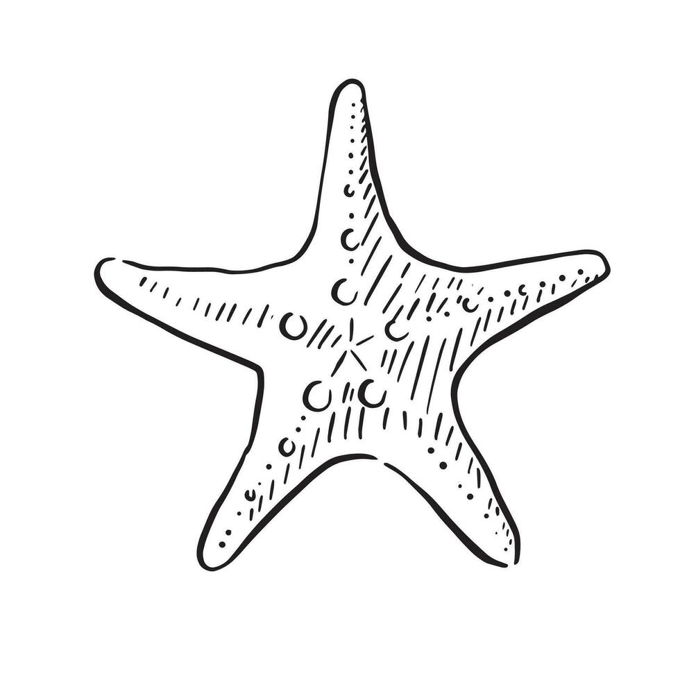 A line drawn illustration of a classic starfish. Black and white hand drawn sketch with subtle shading. vector