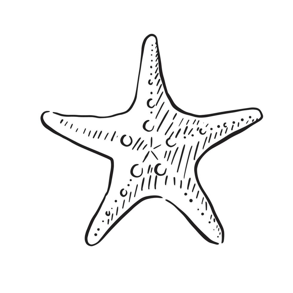 A line drawn illustration of a classic starfish. Black and white hand drawn sketch with subtle shading. vector