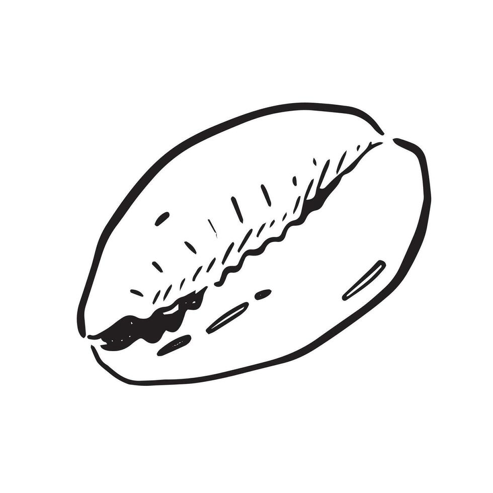 A line drawn illustration of a cowry shell. Black and white hand drawn sketch with subtle shading. vector