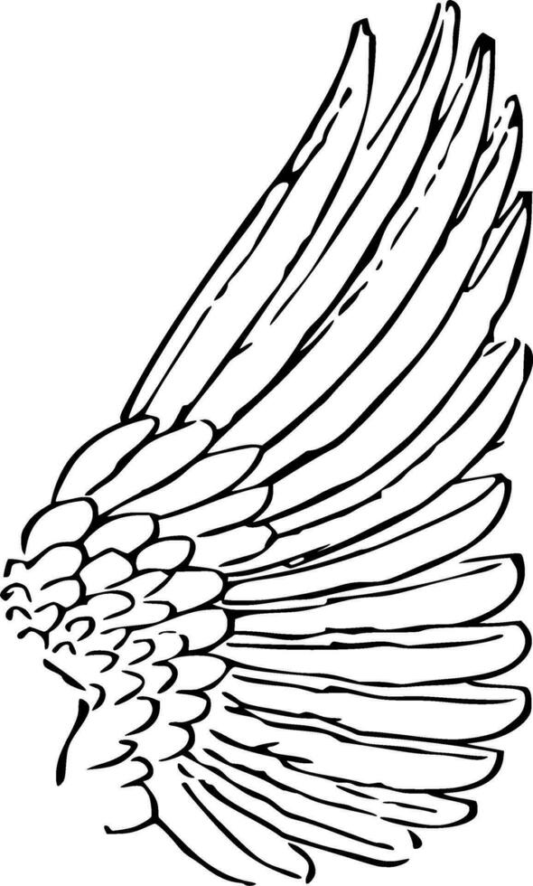 Feathers Silhouette Vector on white background