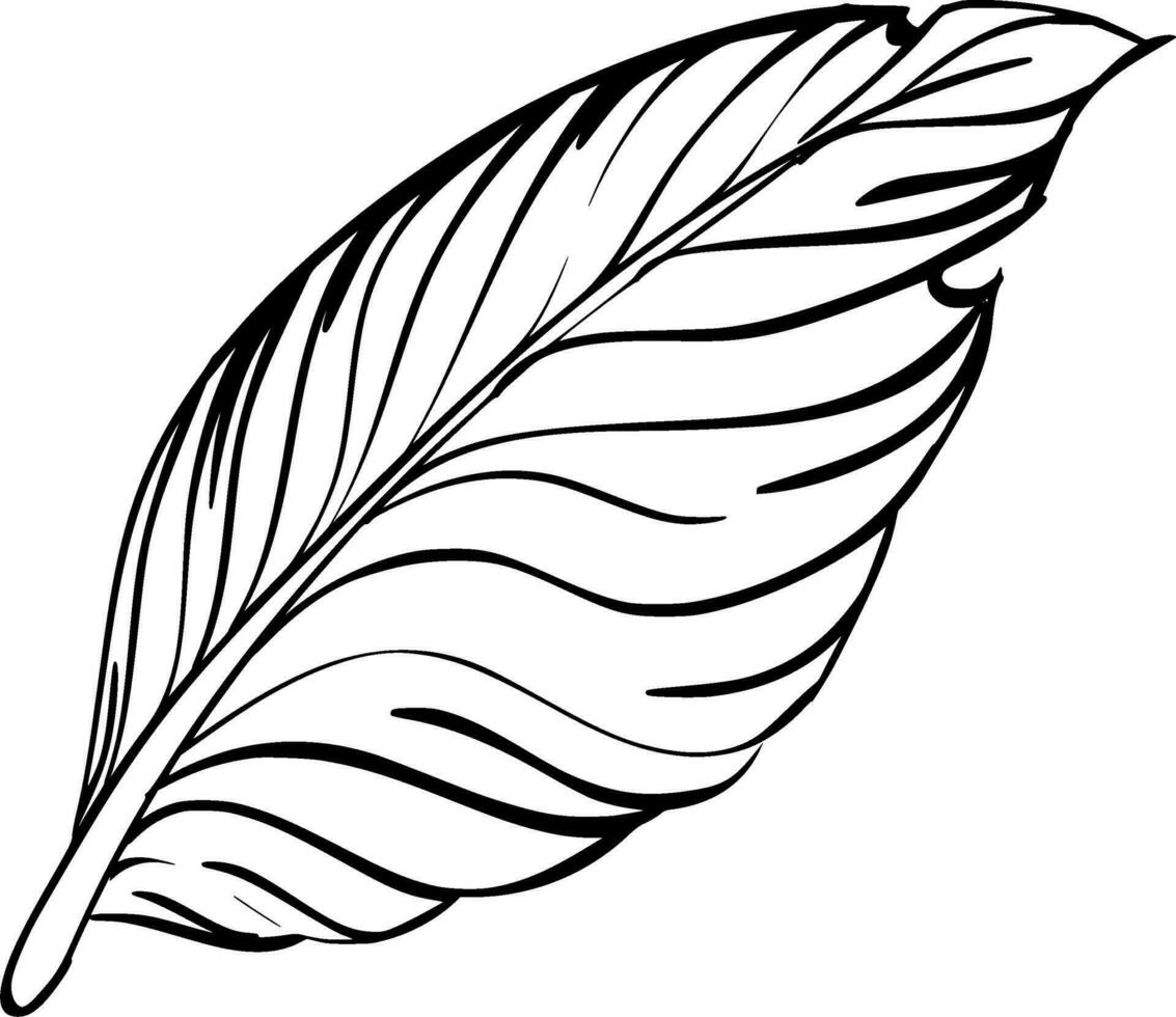 Feathers Silhouette Vector on white background