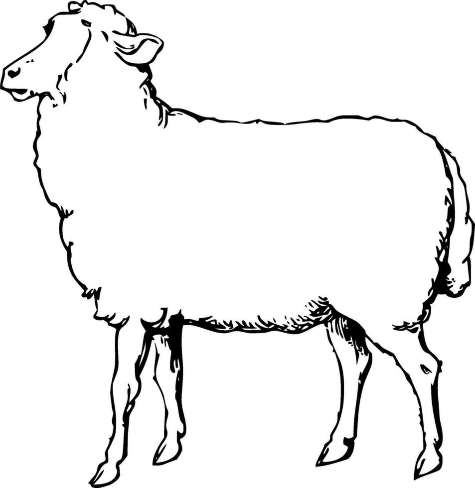 Sheep Silhouette Vector on white background