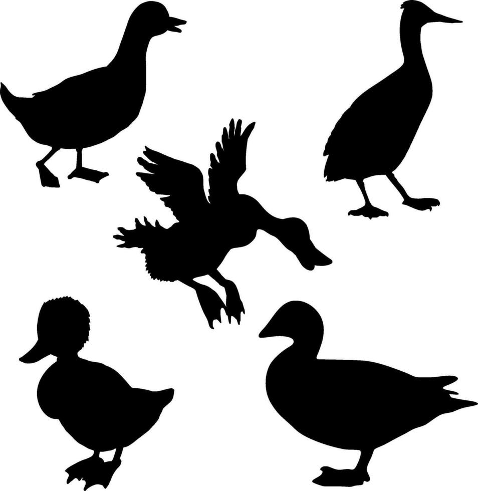 Duck Silhouette Vector on white background