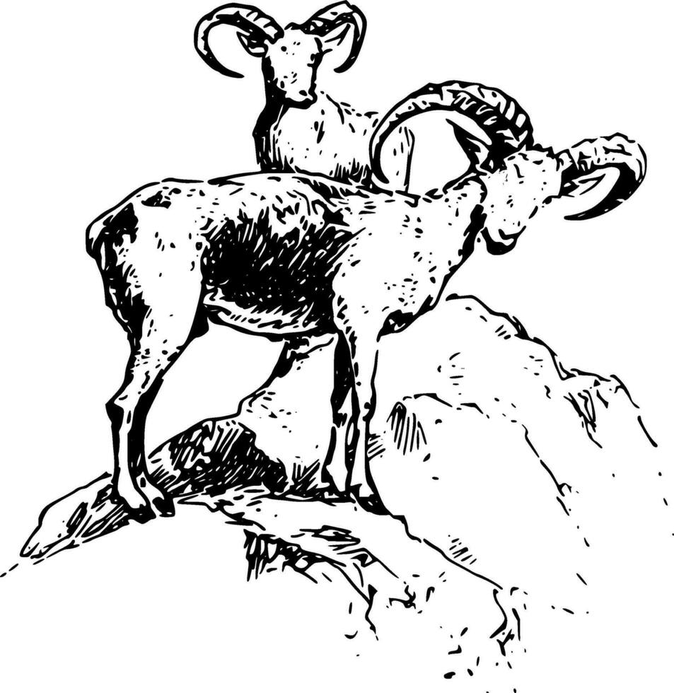 Sheep Silhouette Vector on white background