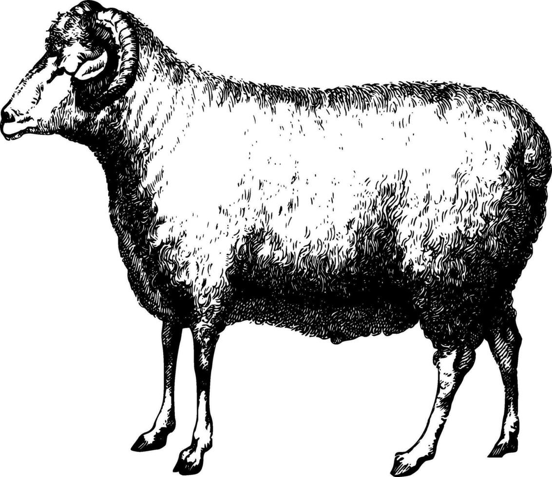 Sheep Silhouette Vector on white background