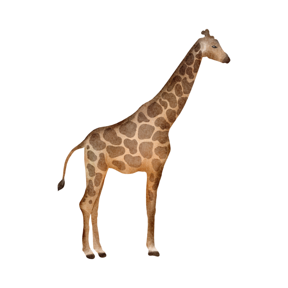 Watercolor hand drawn giraffe isolated on a transparent background
