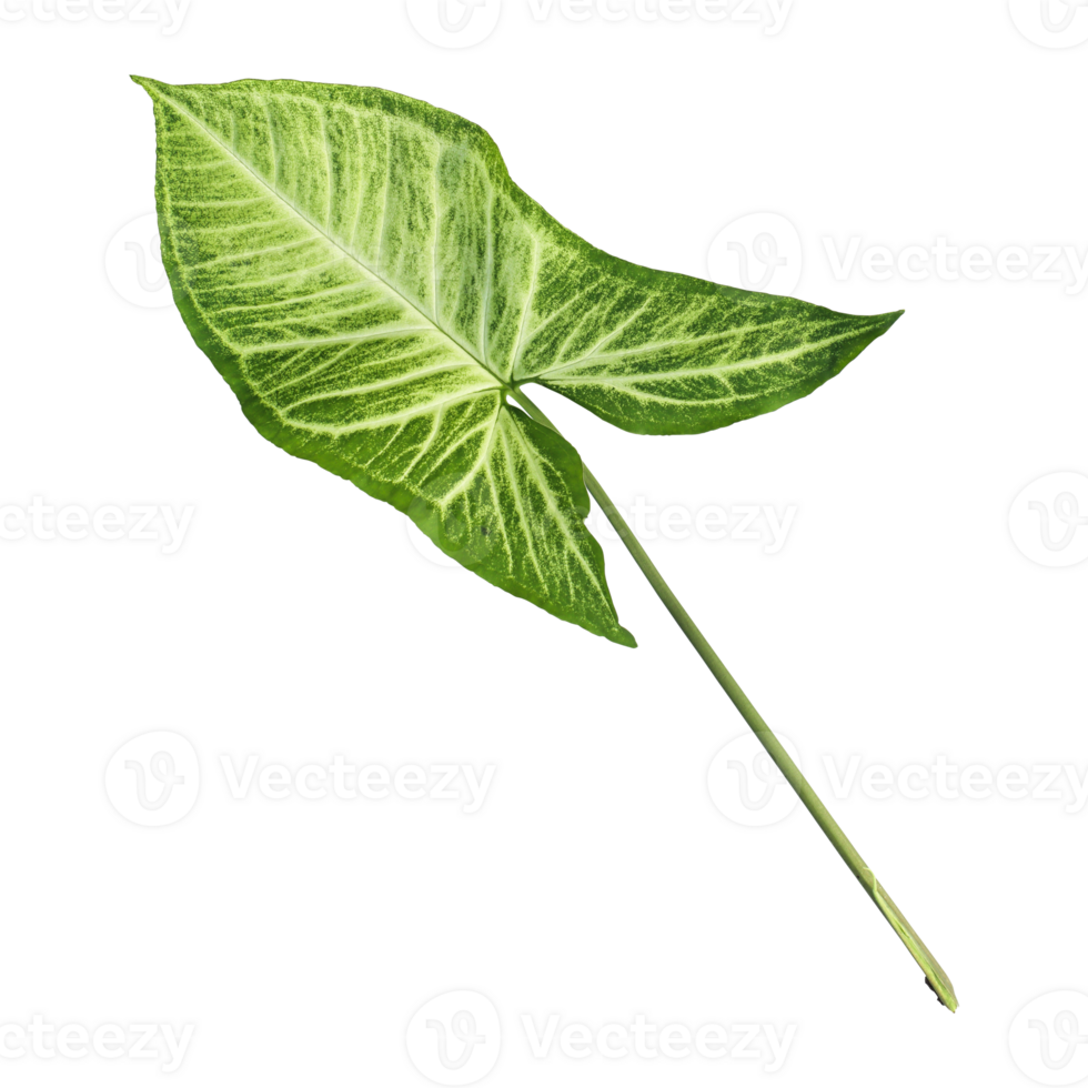 Fresh green nephthytis leaf isolated on transparent background png