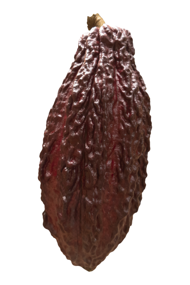 Fresh Dark red cocoa fruit isolated on transparent background png