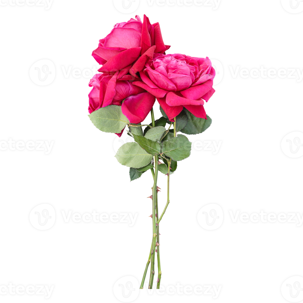 Rose flower stem isolated on transparent background png
