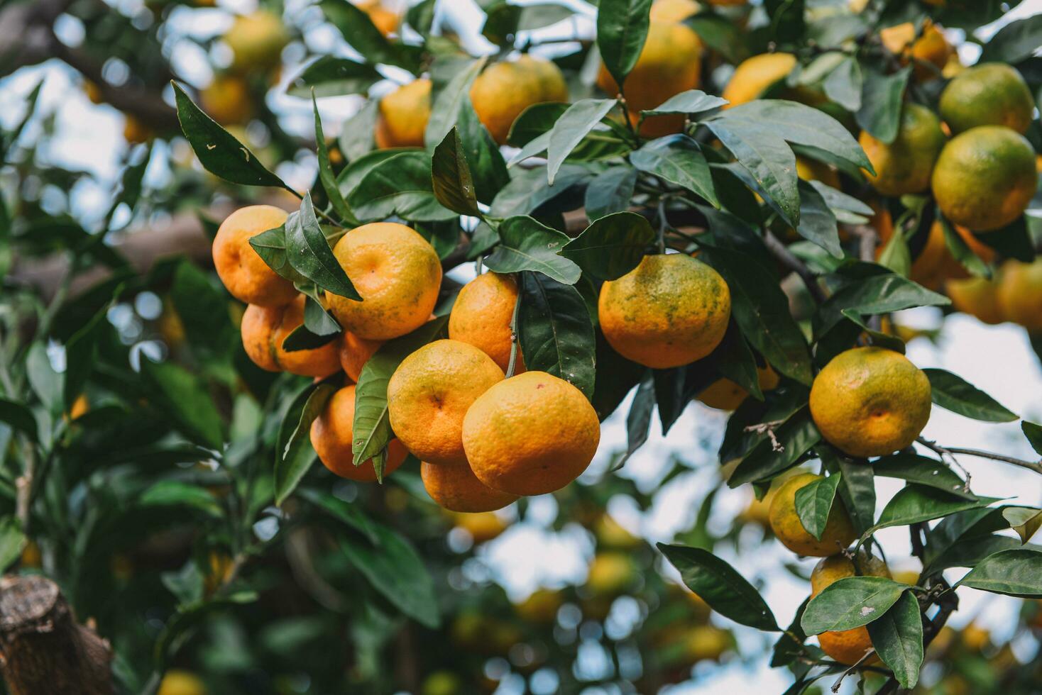 Tangerine picking in the garden for background photo