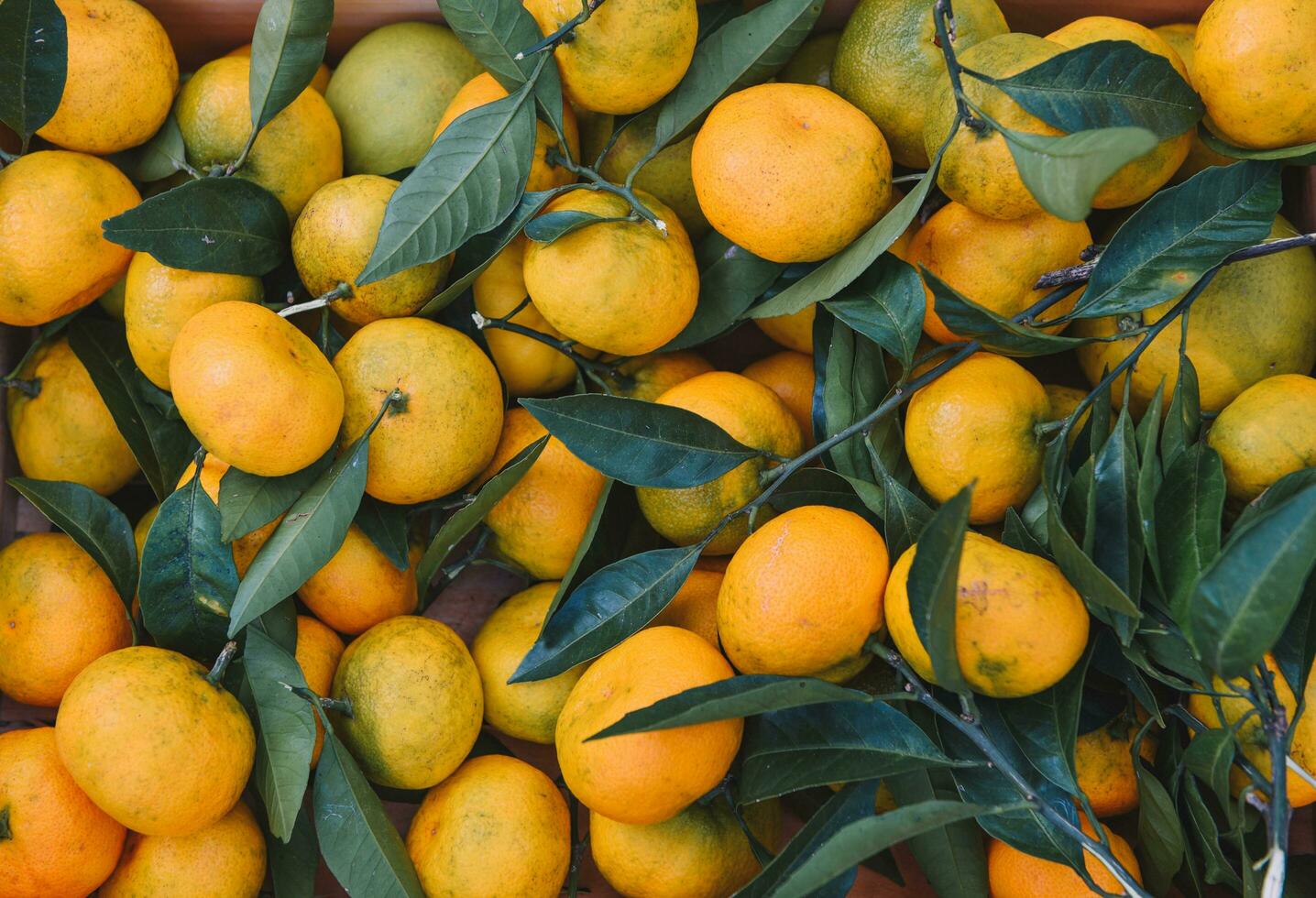 Tangerine picking in the garden for background photo