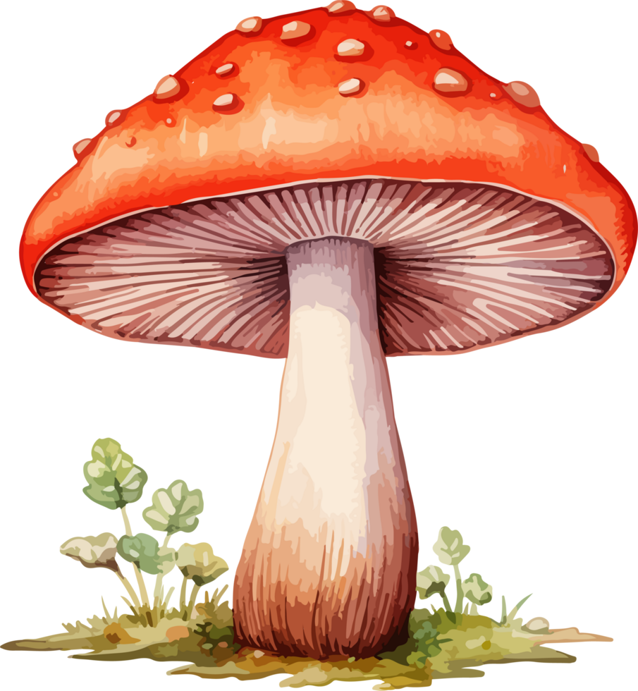 AI generated Mushroom clipart design illustration png