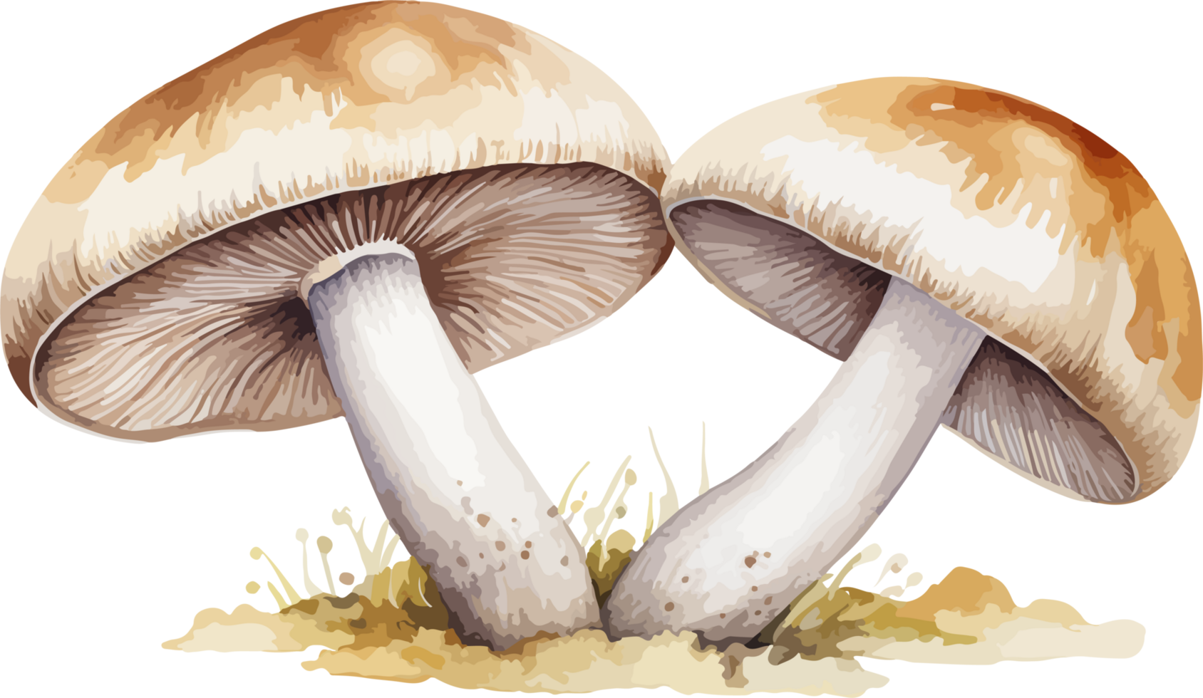 AI generated Mushroom clipart design illustration png