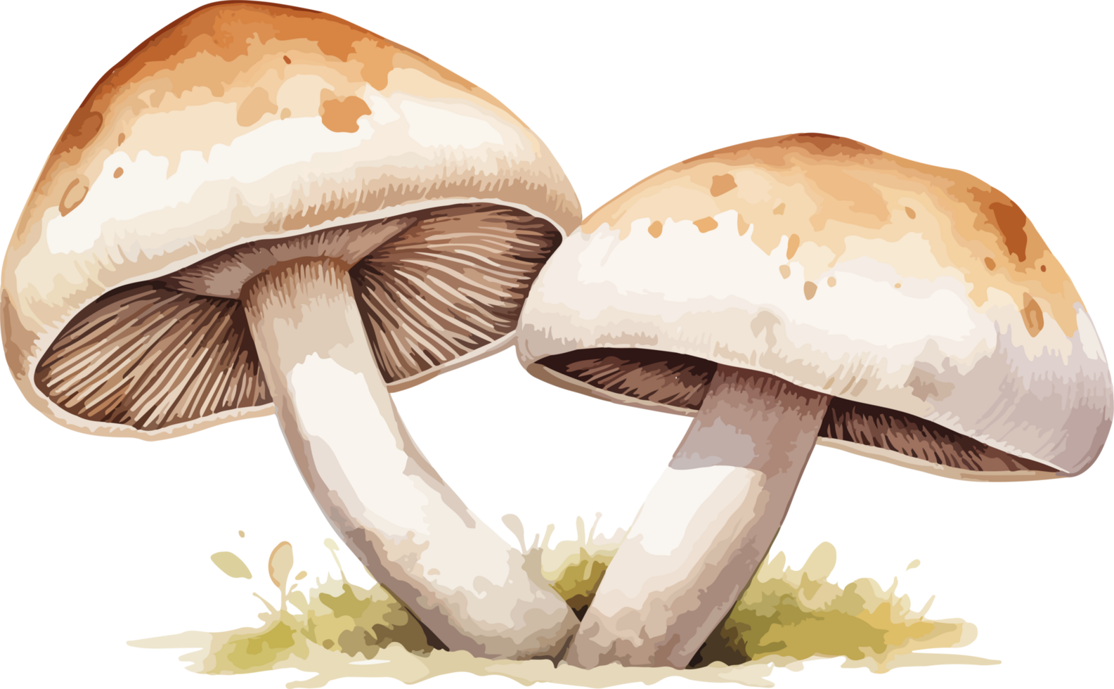 AI generated Mushroom clipart design illustration png
