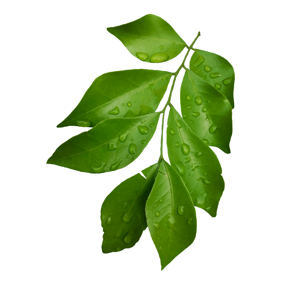 Leaves Nature Photo Cut-out Portrait Illustration png