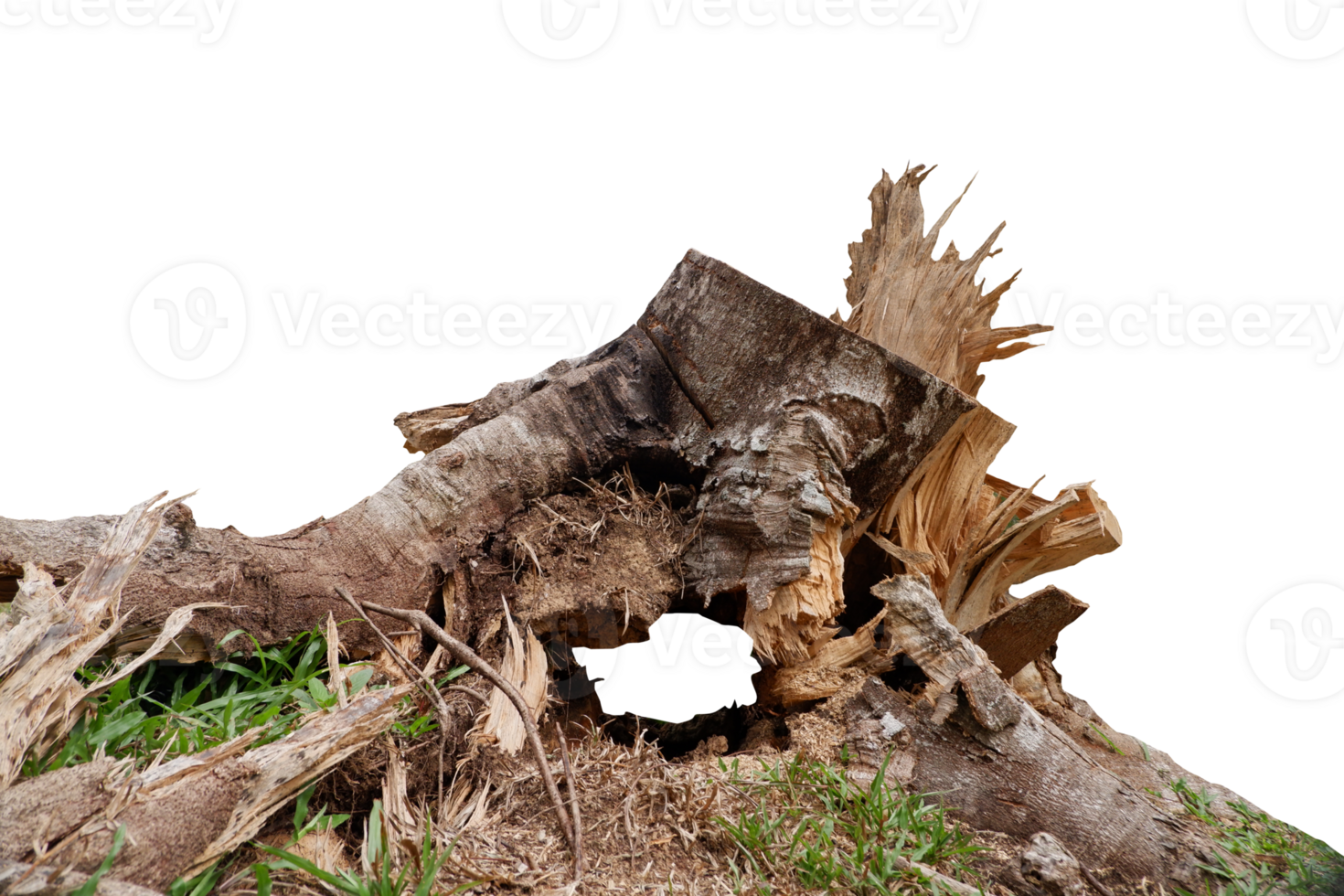 een podium gemaakt van gedaald en natuurlijk boom stammen. kan worden gebruikt naar Scherm schoonheid producten, kleding en wandelen accessoires png