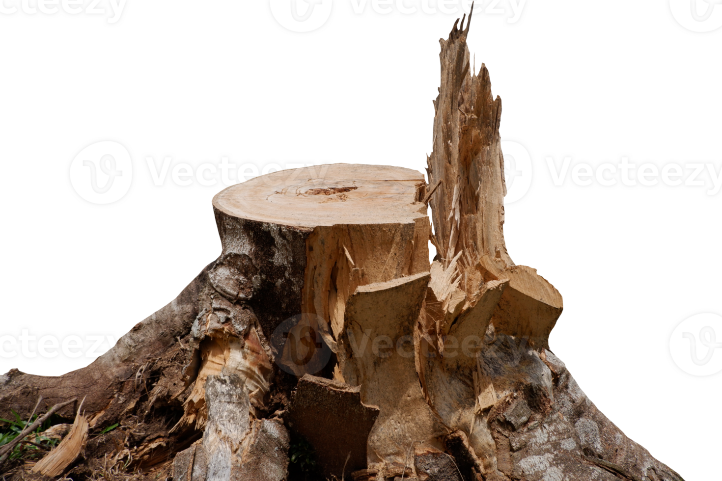 a podium made from fallen and natural tree trunks. can be used to display beauty products, clothing and hiking accessories png