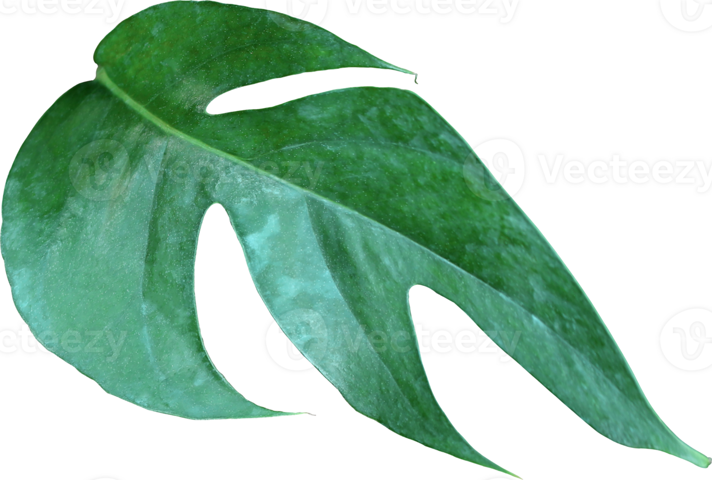 tropical jungle monstera leaves , Swiss Cheese vine leaf tree isolated on transparent background png file