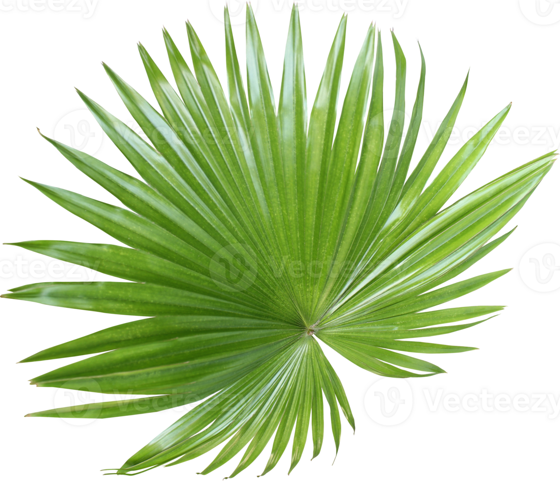 tropical nature green fan palm leaf pattern on transparent background png file