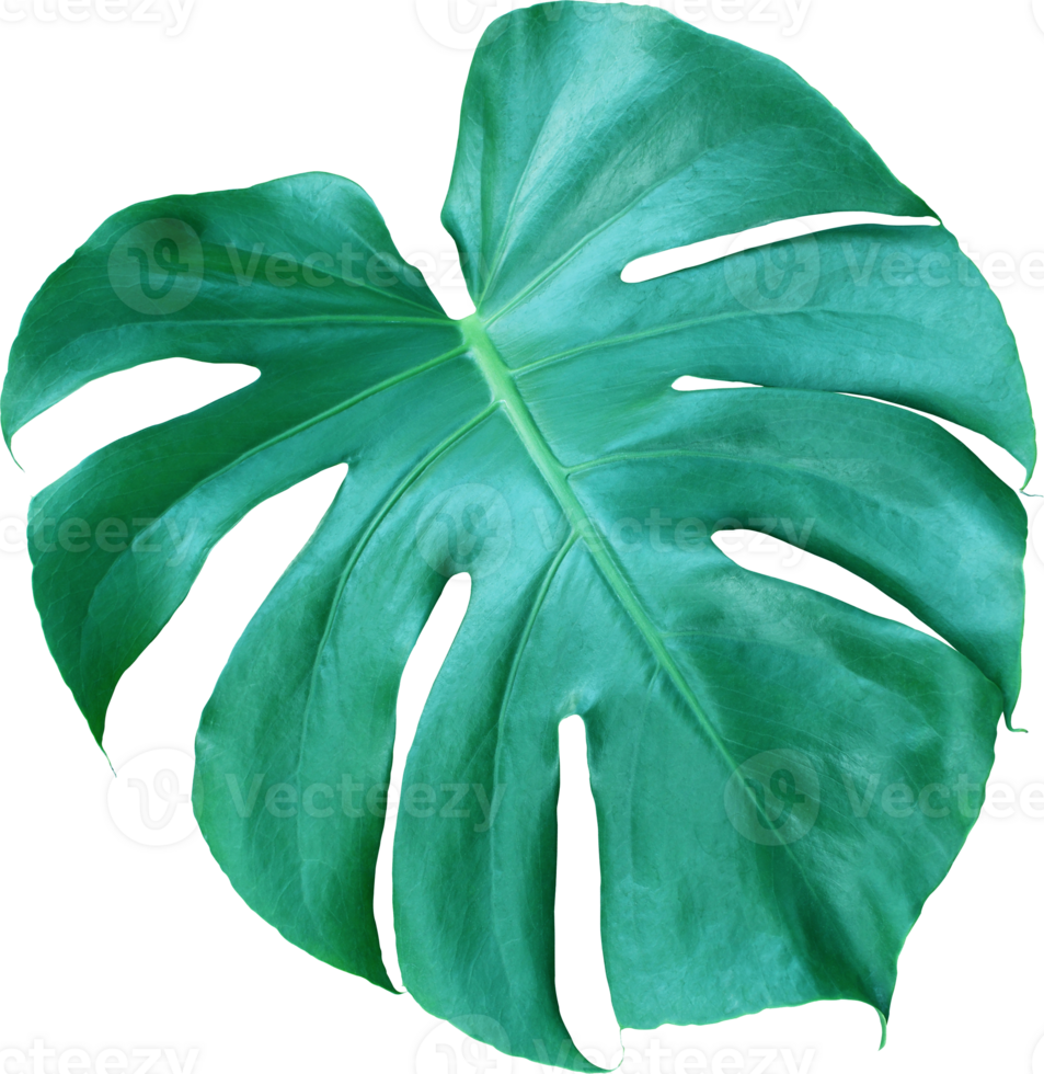 tropicale giungla Monstera le foglie , svizzero formaggio foglia albero isolato su trasparente sfondo png file