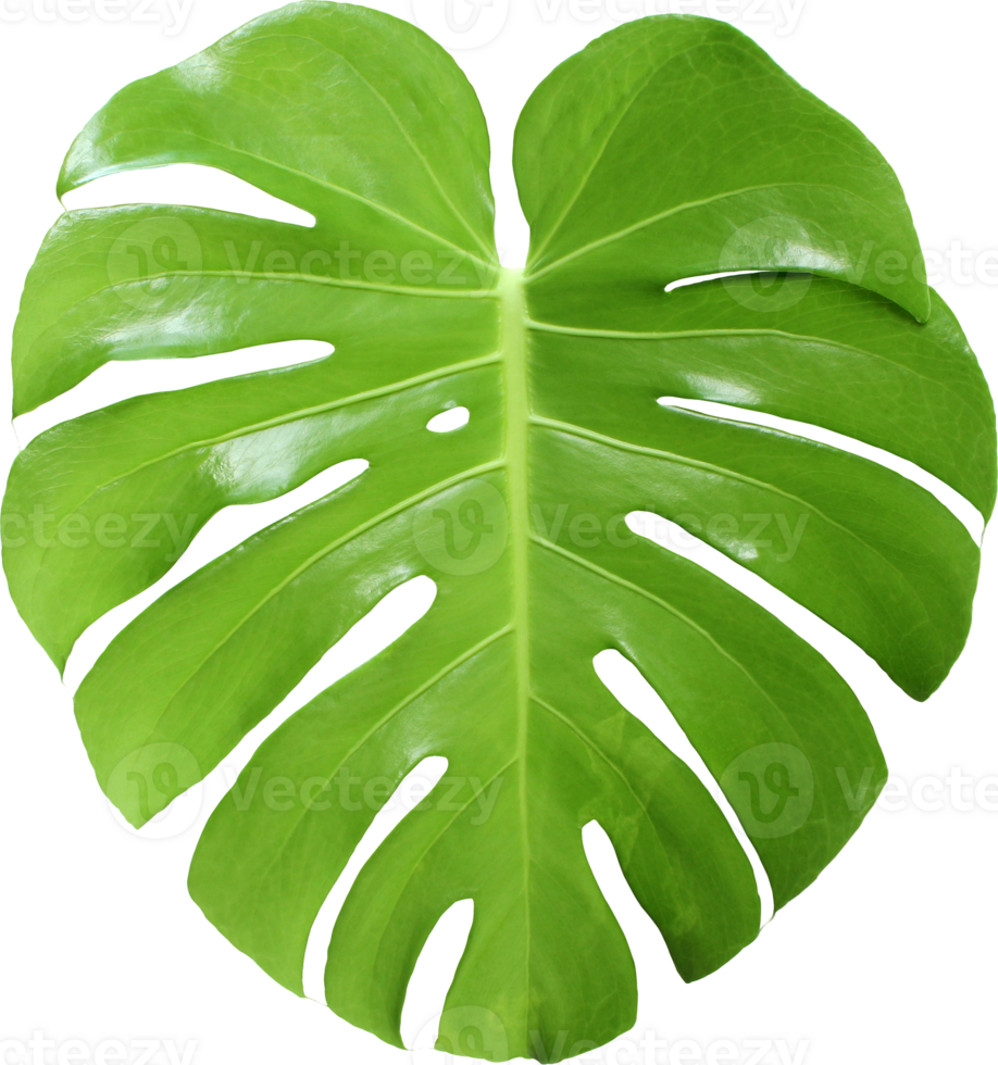 tropical jungle monstera leaves , Swiss Cheese leaf tree isolated on transparent background png file
