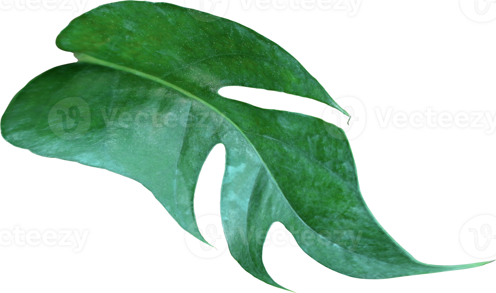 tropical jungle monstera leaves , Swiss Cheese vine leaf tree isolated on transparent background png file