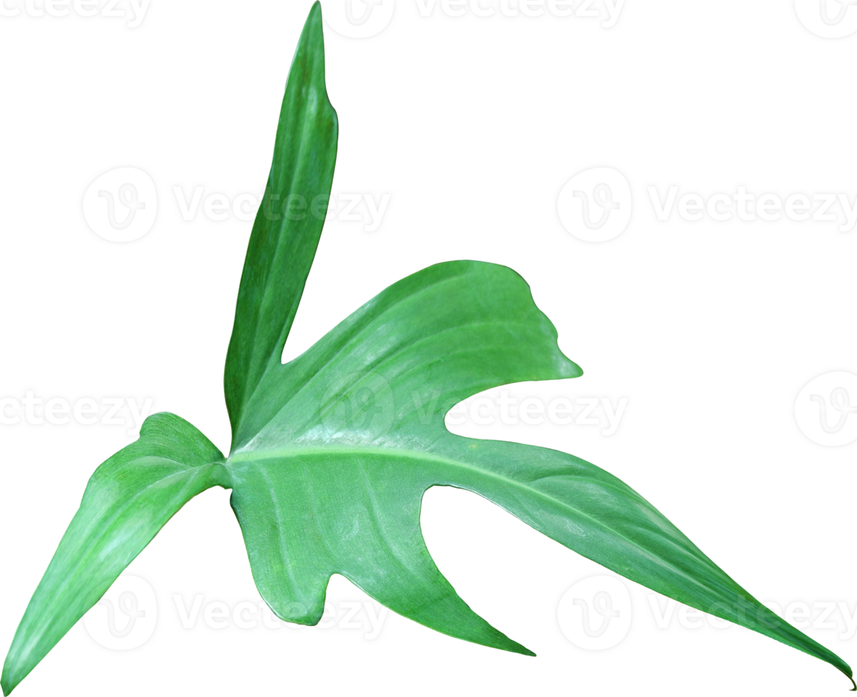 tropical jungle monstera leaves , Swiss Cheese vine leaf tree isolated on transparent background png file