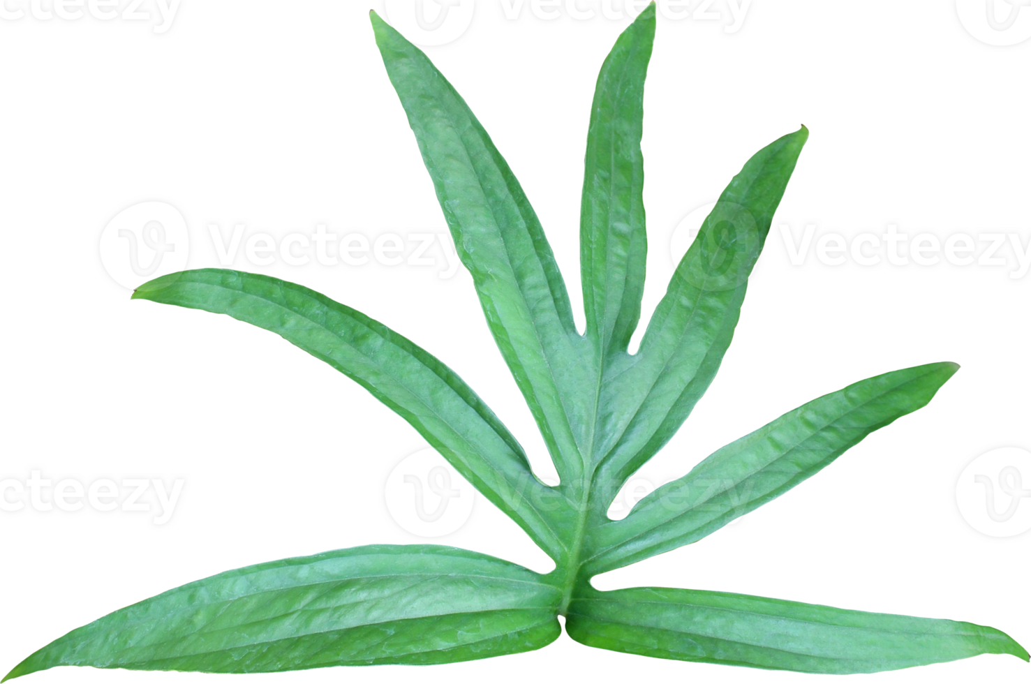 tropical jungle monstera leaves , vine leaf tree isolated on transparent background png file