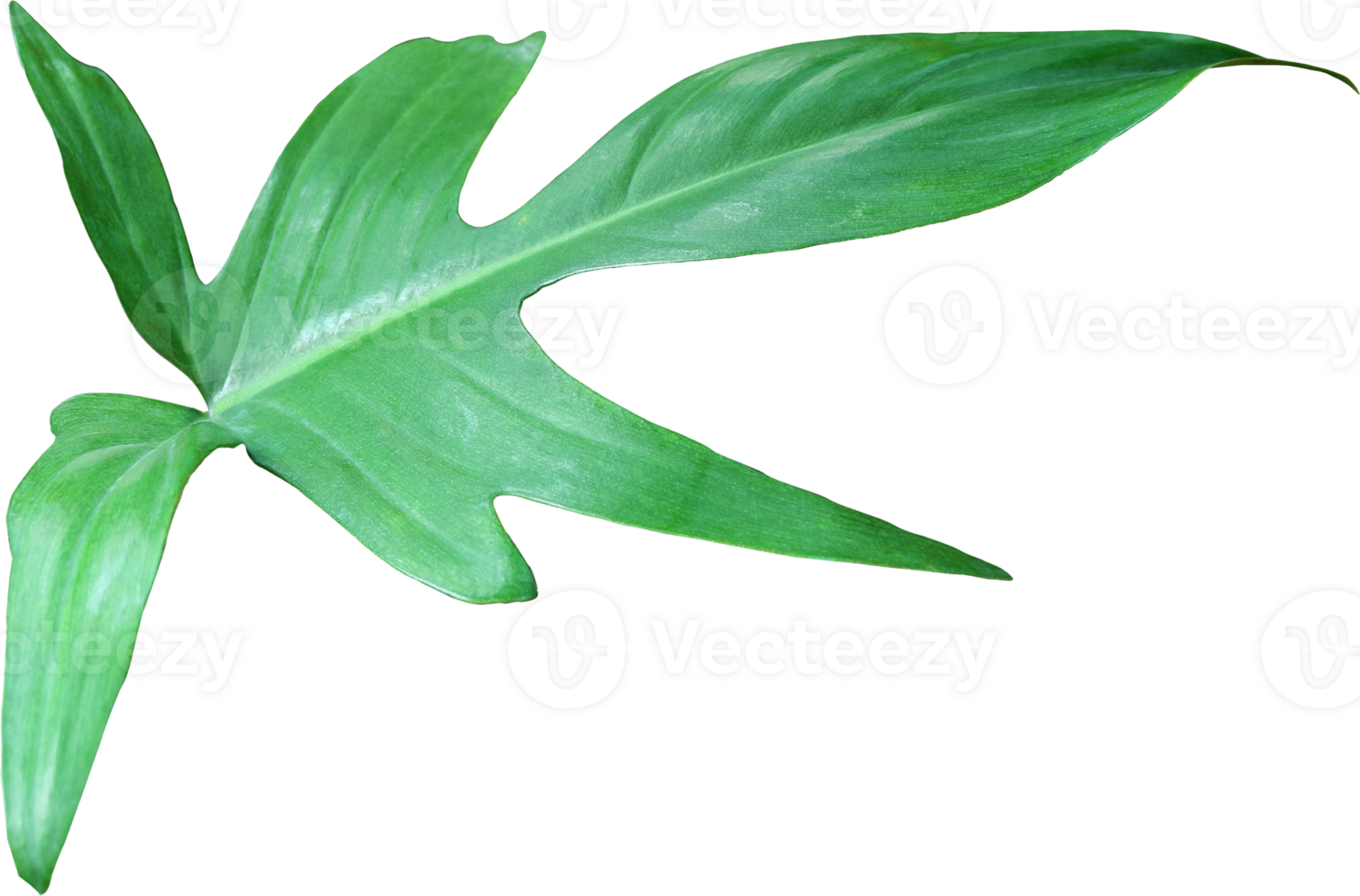tropical jungle monstera leaves , Swiss Cheese vine leaf tree isolated on transparent background png file