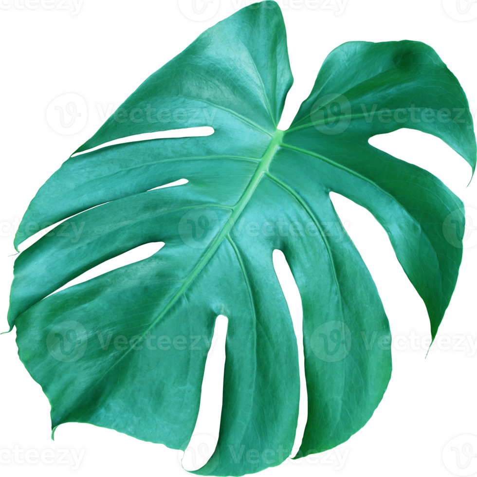 tropicale giungla Monstera le foglie , svizzero formaggio foglia albero isolato su trasparente sfondo png file