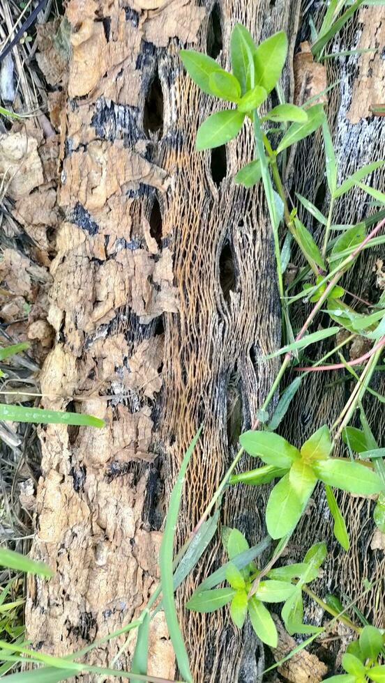 The rotting trunk of a papaya tree forms unique cavities. Ornaments can be used as abstract backgrounds photo